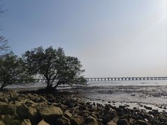 -宝安西湾红树林湿地公园