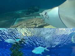 -上海海洋水族馆