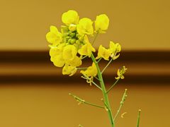 -武汉长江大桥