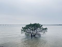 -宝安西湾红树林湿地公园