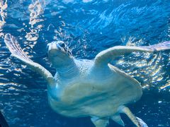 -太平洋海底世界