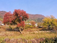 -塔川景区