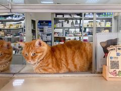 -康旭宠物医院(郑州总院)