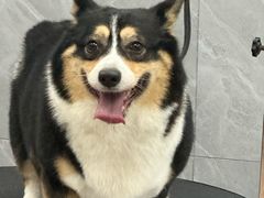 -艾吉宠物医院·疑难杂症转诊中心·猫友好(碧江路院)