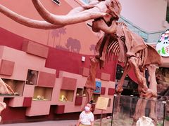 -陕西自然博物馆