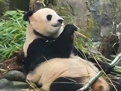 -都江堰中华大熊猫苑
