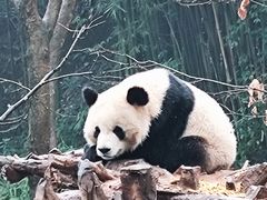 -都江堰中华大熊猫苑