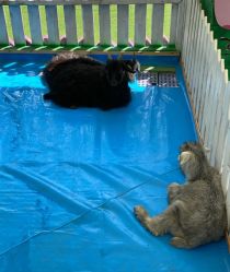 -萌宠亲子动物乐园(槐房万达店)