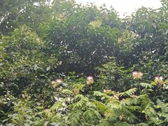 -清凉山国家森林公园