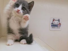 -十年猫舍·猫咪专门店(普陀店)
