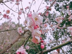 -香雪海