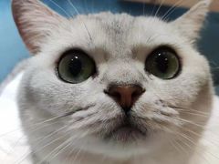 -滚猫咖啡·猫咖·猫友好撸猫(未来城店)