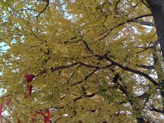 -遵化市禅林寺古银杏风景园