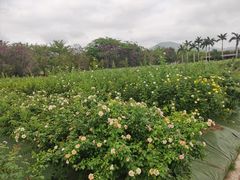 -亚龙湾国际玫瑰谷