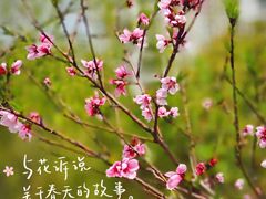 -高东镇樱花园