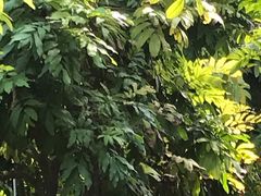 -呀路古热带植物园-恐龙馆