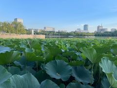 -莲花池公园