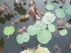 -惠州西湖风景名胜区-丰渚园