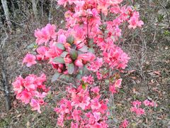 -梧桐山风景名胜区