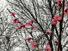 -桃花堤公园