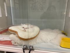 -萌兽医馆·眼科·异宠专科(三里屯店)
