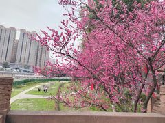 -望江楼公园