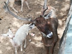 -石家庄市动物园