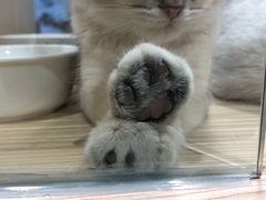 -屋虎猫馆(宝安大仟里店)