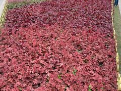 -上海植物园·停车场