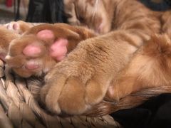 -猫猫幼稚园·撸猫·桌游·电玩