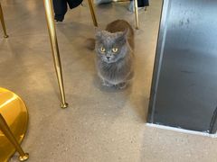 大堂-飞行喵MR PILOT|猫舍·猫咖(静安大融城店)