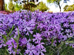 -莱阳濯村樱花园