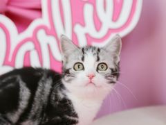 -翊宠yipet猫狗购宠庄园犬舍•猫舍