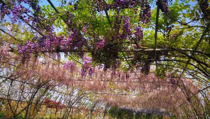 常熟紫藤生态园图片