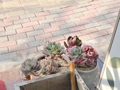 -Rabbit Cafe私房西餐甜点咖啡(栖霞路店)