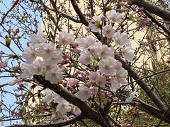 -高东镇樱花园