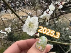 -香雪海