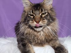 -麒麟缅因猫舍·十五年缅因猫选购中心