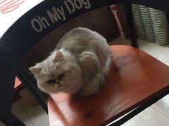 -Oh My Dog宠物沙龙(伊珊娜皮毛护理店)