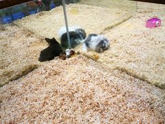-龟与熊猫宠物公园(南坪店)