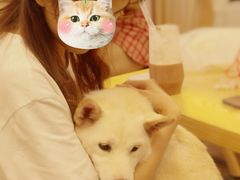 -豆柴町-柴犬主题狗咖(红鼎国际C座店)