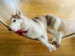 -Husky Go! 哈士奇体验馆·宠物咖啡厅狗咖