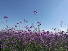 -赛汗塔拉风情园