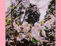 -武汉大学-樱园