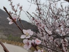 -北京西山国家森林公园