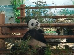 -西霞口神雕山野生动物世界