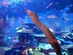 -迪拜帆船酒店海底餐厅