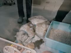 -立德动物医院·重症转诊·24H夜诊·CT·心脏彩超(顺德中心分院)