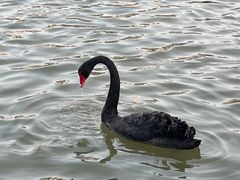 -五缘湾湿地公园