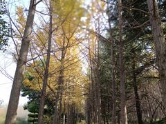 -洛阳市隋唐城遗址植物园